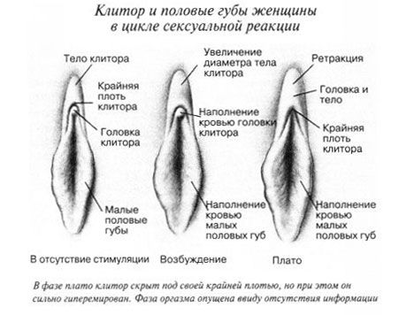Klitoris lytinių santykių metu