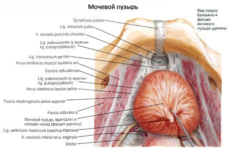 Šlapimo pūslė (vesica urinaria)