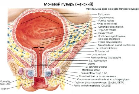 Šlapimo pūslė (vesica urinaria)