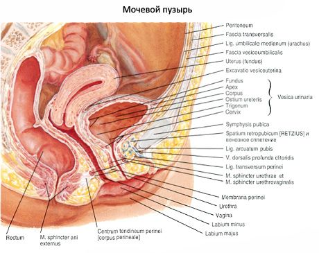 Šlapimo pūslė (vesica urinaria)