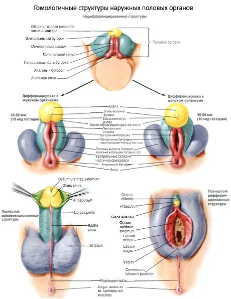 Išorinių lytinių organų homologinės struktūros
